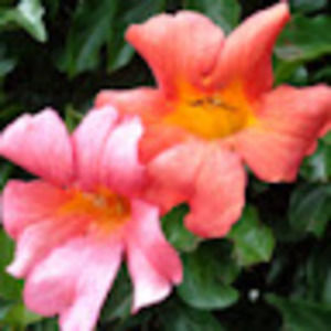 Meet your Posher, Maya